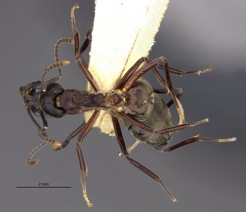 Media type: image;   Entomology 21215 Aspect: habitus dorsal view